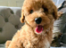 Beautiful schnoodle boy
