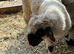 Beautiful Valais Blacknose ewe lamb 5 months old