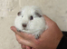 2 boar guinea pigs