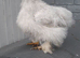 Pekin Silke feather chicken