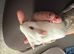 Two baby boy guinea pigs