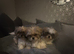 Shih Tzu imperial puppies