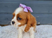 Exceptional quality cavalier spaniel puppies