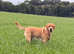 Handsome KC Reg Labrador Retriever Adult Male