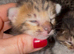 Tica Registered Purebred Savannah kittens