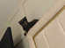 Kitten for sale