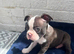 Brindle Boston terrier litter