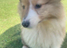 Rough collie lassie puppies