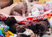 chocolate tri long coat chihuahua puppies