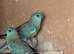 2026 redrump parakeets looking for new homes