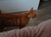 Ginger and white male cat