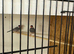 Java sparrows