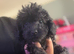 Puppies for sale