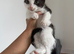 2 kittens