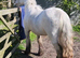 Beautiful blagdon mare
