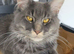 Last remaining...Stunning Maine Coon Kittens &ndash; Ready Now &ndash; &pound;1000