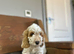 1 handsome chap last in his litter