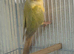 Pair of conures