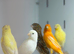 Canaries