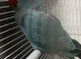 Indian ring neck