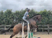 Top eventer in making ror gelding