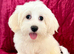 BEAUTIFUL ASIAN MALTIPOO GIRL READY TO GO!
