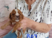 Cavalier king charles spaniel