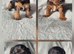 Jackapoo Puppies