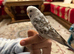 Young Budgies / Parakeets &ndash; Hand Taming Age &ndash; Healthy & Active