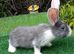 Beautiful Litter of Mixed Coloured Pure Bred Continental Giants - Vaccinated - RESERVE