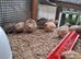 Japanes Coturnix Quails available