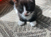 Adorable Tuxedos Kittens