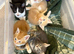 Gorgeous Kittens Ready To Be Reserved