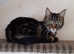 Small cattery