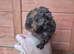 Quality Lunkarya x Abyssinian guinea pigs