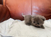 Persian x exotic/ragdoll READY TO GO
