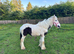 Piebald yearling colt