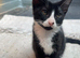 kittens available