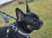 3 year old frug to stud