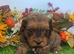 Toy cavapoo puppies