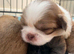 Puppies