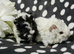 Boar pair available