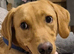 Gorgeous Fox Red Labrador - 11 months