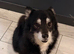 little Pomsky&rsquo;s puppies small 3 girls 2 boys reduce in price