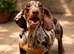 Beautiful Miniature Dachshund Female