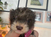 Mini micro ferrets