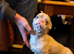 The most sweet,gentle and cute pink tan frenchie cross girl just perfect needs a home