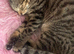 Gigi female kitten