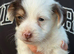 Cocker-jack pups