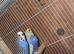 5 pairs of budgies